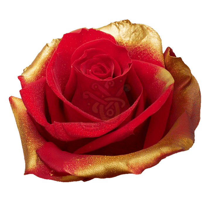 Golden Xmas Tinted Roses