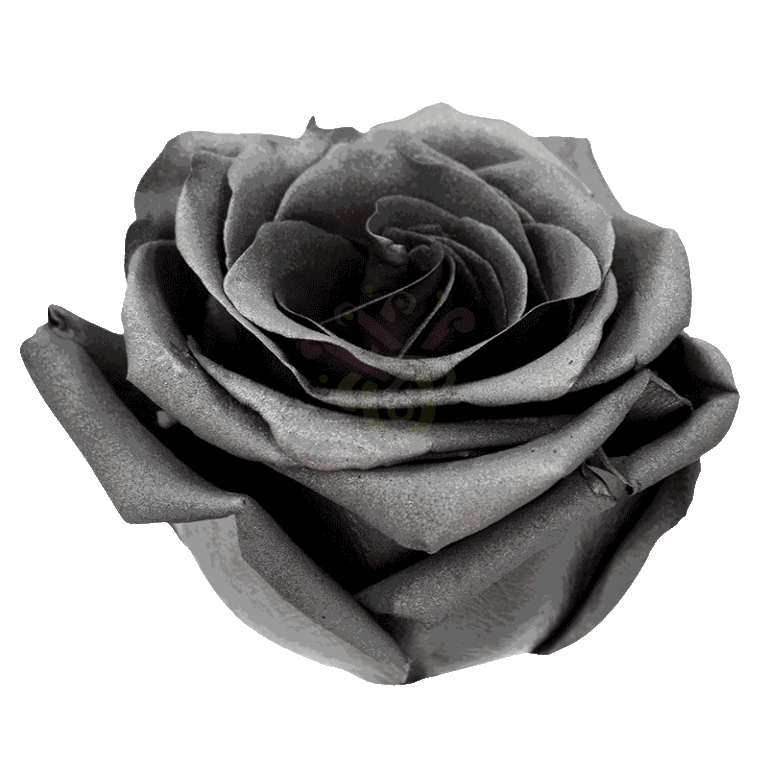 Grafito Tinted Roses 2