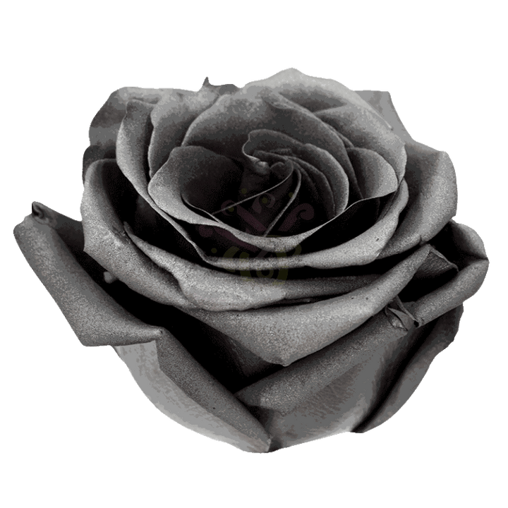 Grafito Tinted Roses 2