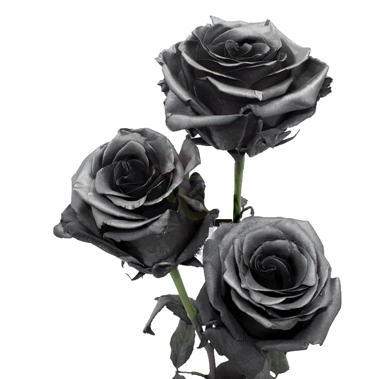 Grafito Tinted Roses 3