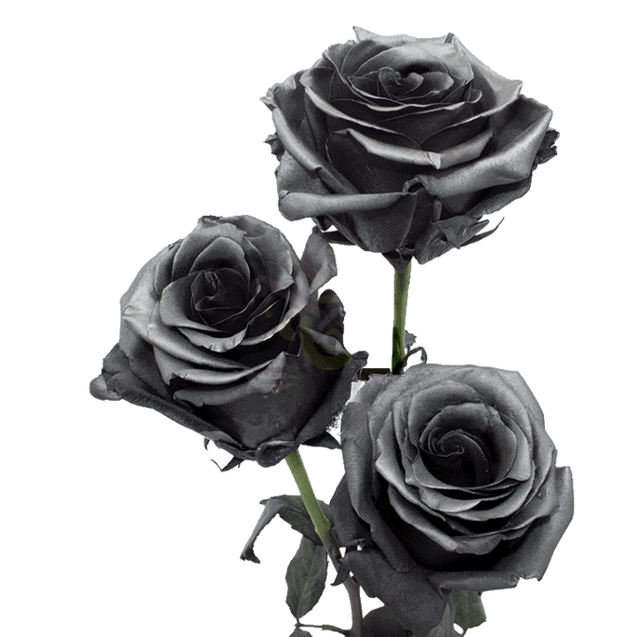Grafito Tinted Roses 3