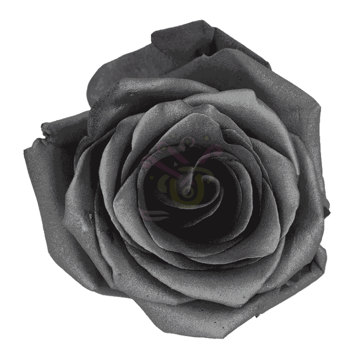 Grafito Tinted Roses