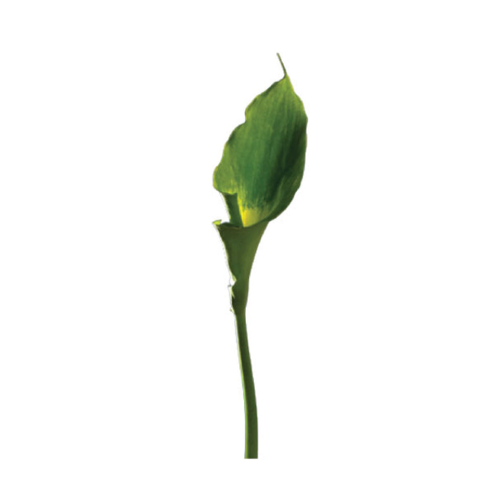 Green Calla • Asiri Blooms • Bulk Flowers
