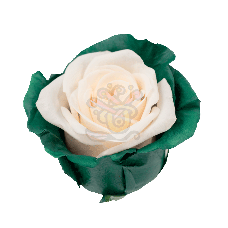 Green Candy Tinted Roses 2