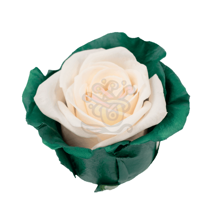 Green Candy Tinted Roses 2