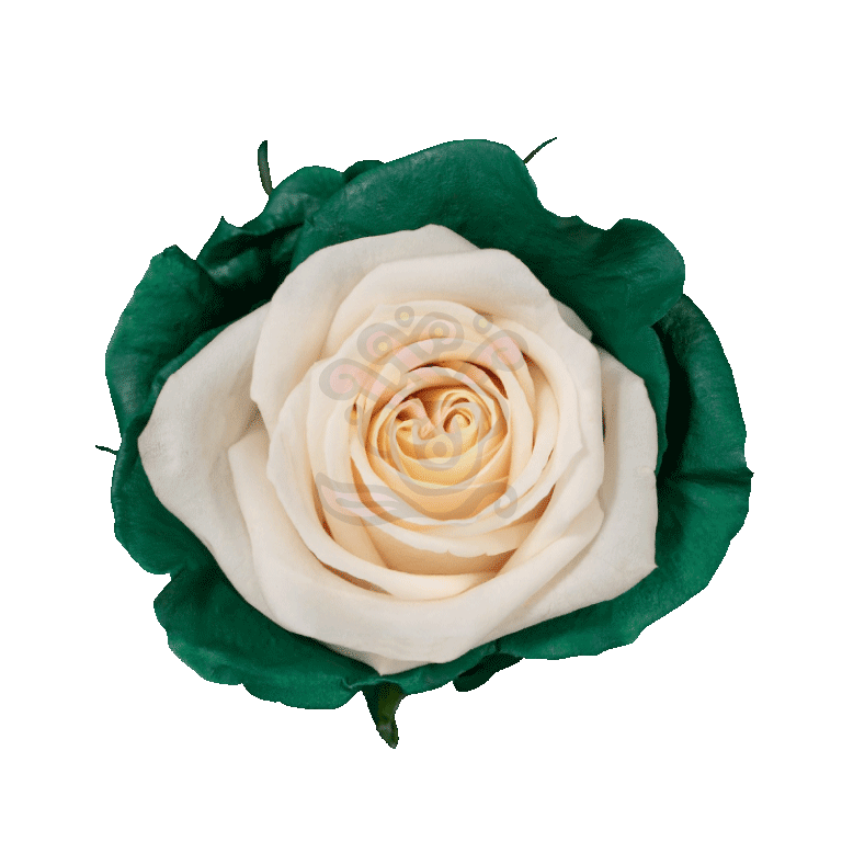 Green Candy Tinted Roses