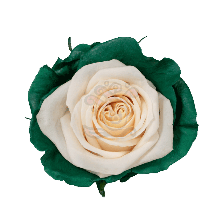 Green Candy Tinted Roses