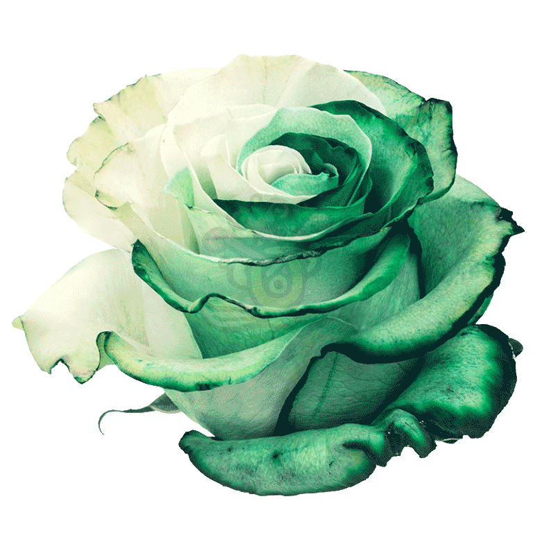 Green Duo Tinted Roses 2