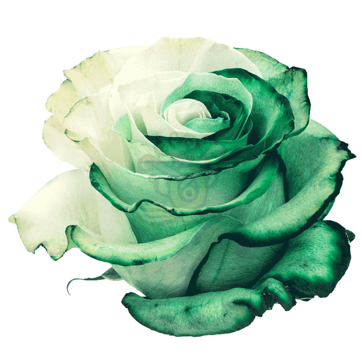 Green Duo Tinted Roses 2