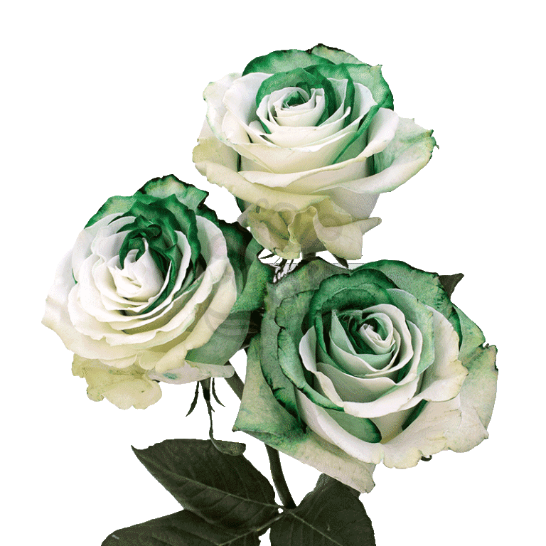 Green Duo Tinted Roses 3