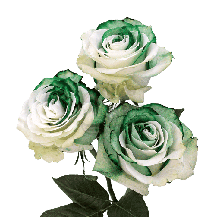 Green Duo Tinted Roses 3