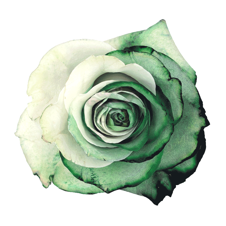 Green Duo Tinted Roses