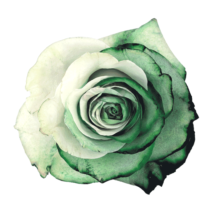 Green Duo Tinted Roses