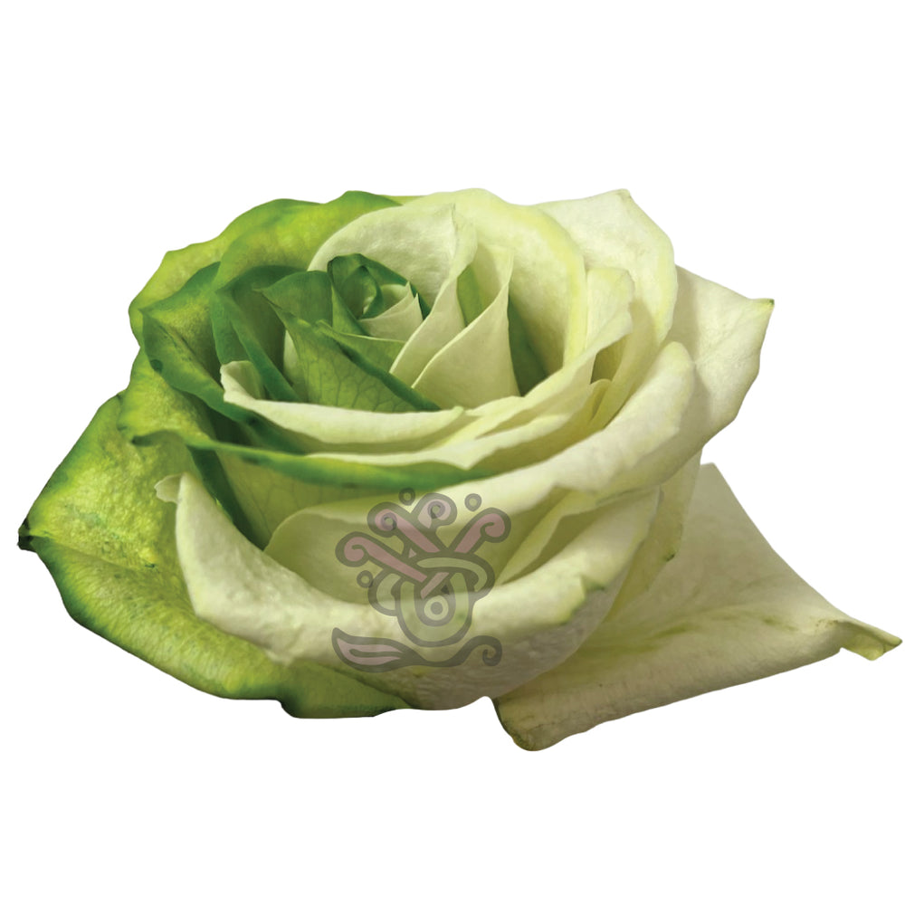 Green Duo Tinted Roses - Asiri Blooms
