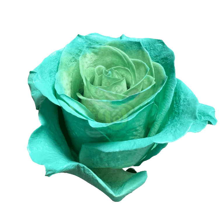 Green Pastel Tinted Roses 2