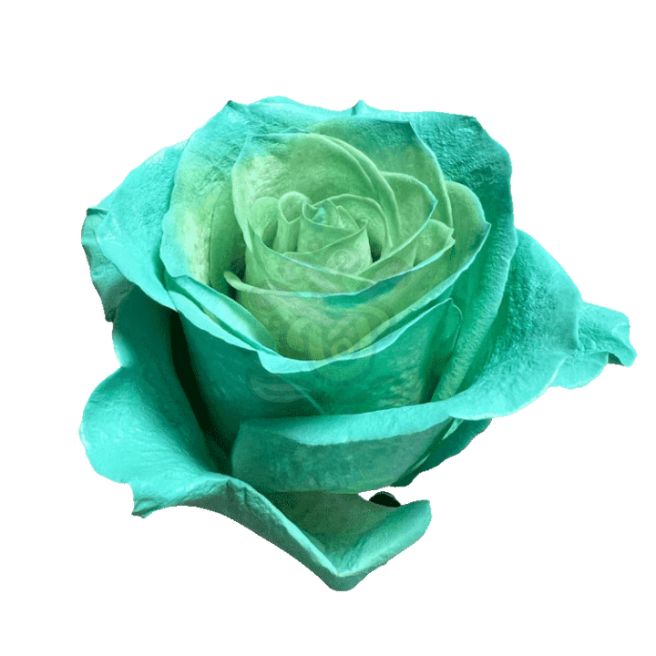 Green Pastel Tinted Roses 2