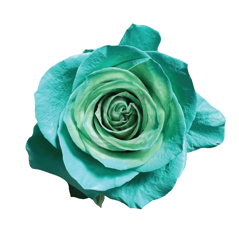 Green Pastel Tinted Roses