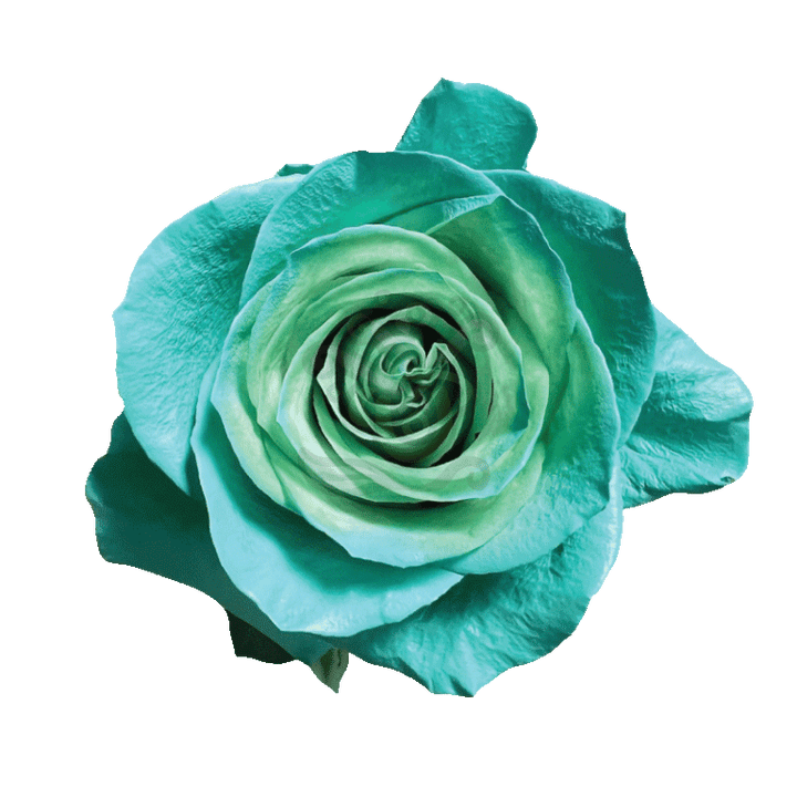 Green Pastel Tinted Roses