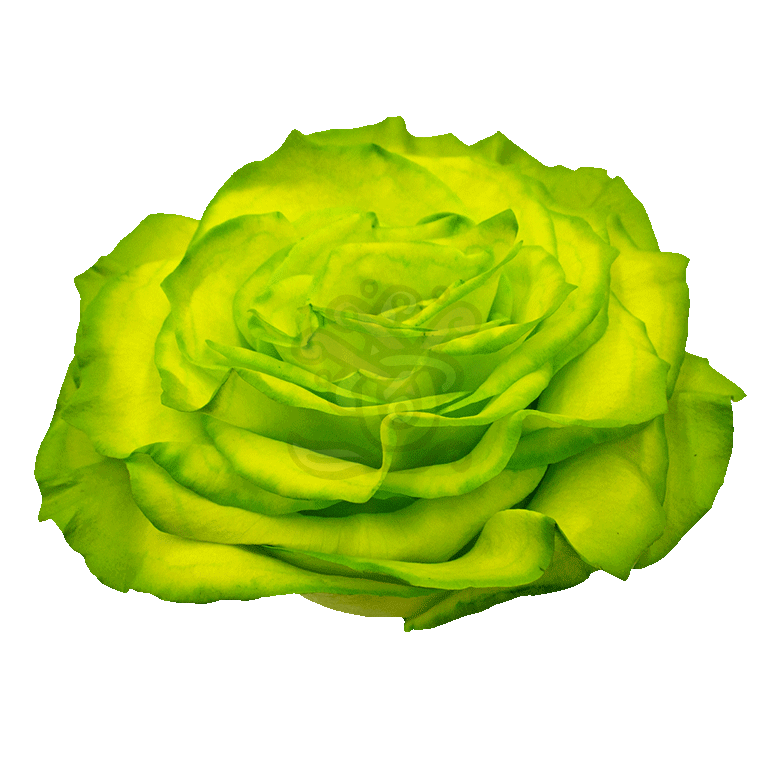 Grinchy Glitter Tinted Rose 2