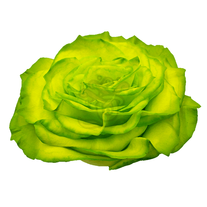 Grinchy Glitter Tinted Rose 2
