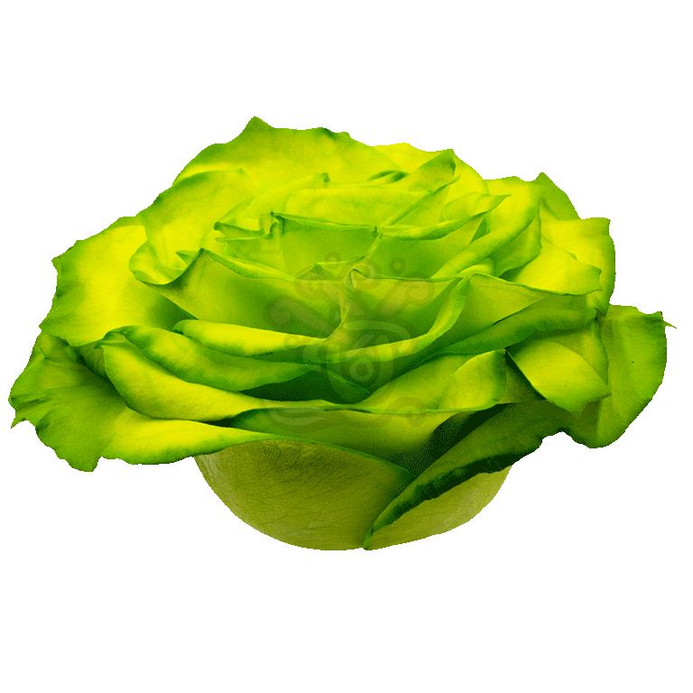 Grinchy Glitter Tinted Rose