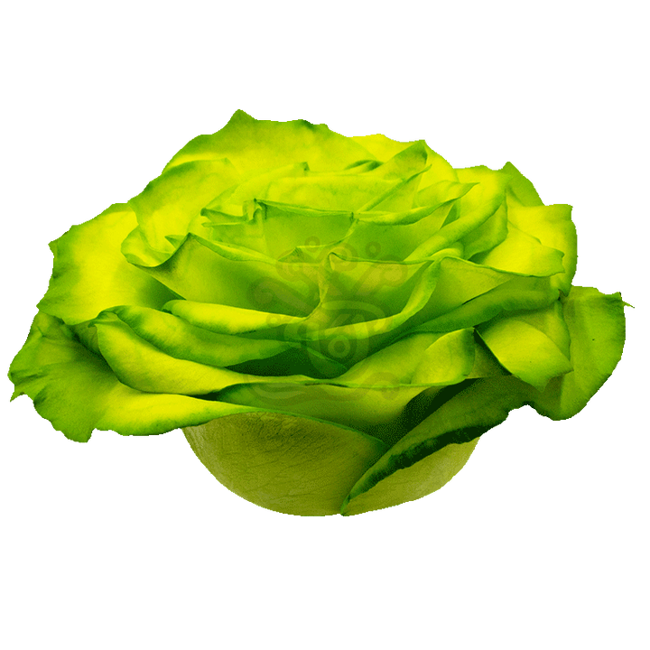 Grinchy Glitter Tinted Rose