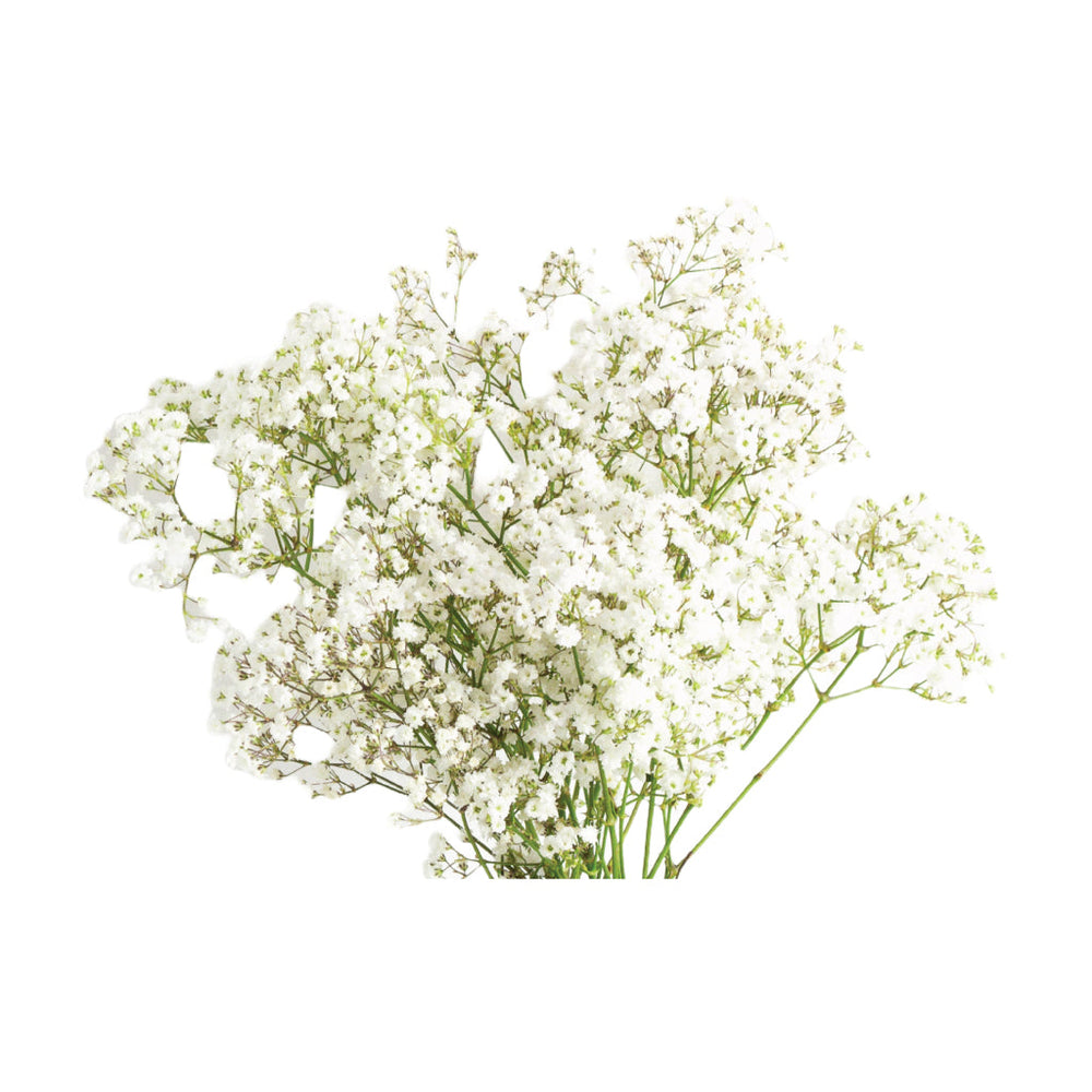 Gypsophila Xellence • Asiri Blooms