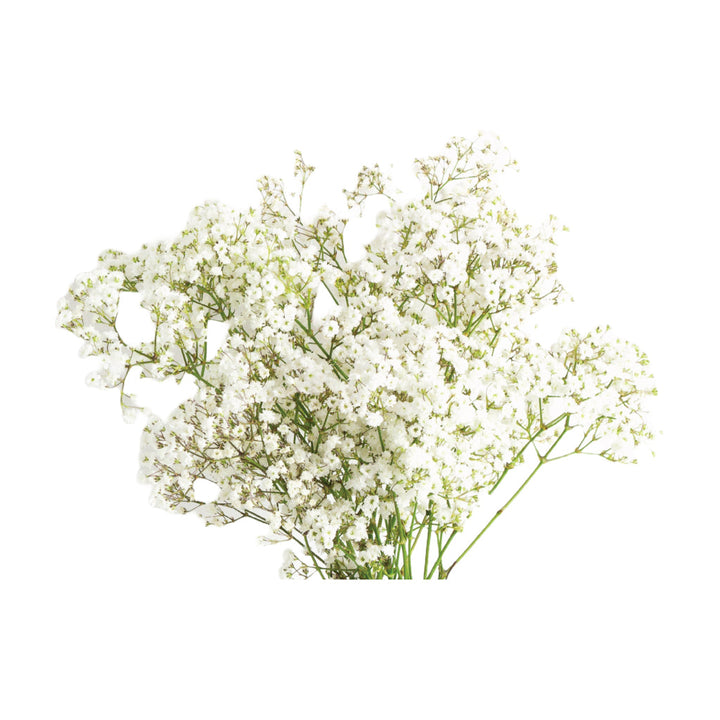 Gypsophila Xellence • Asiri Blooms