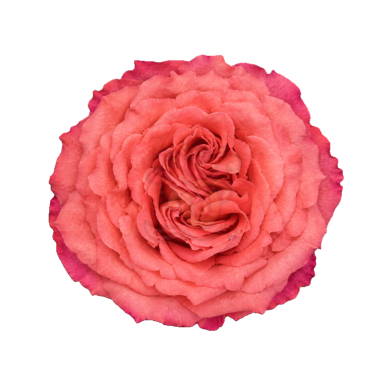 Hard Rock Roses Orange