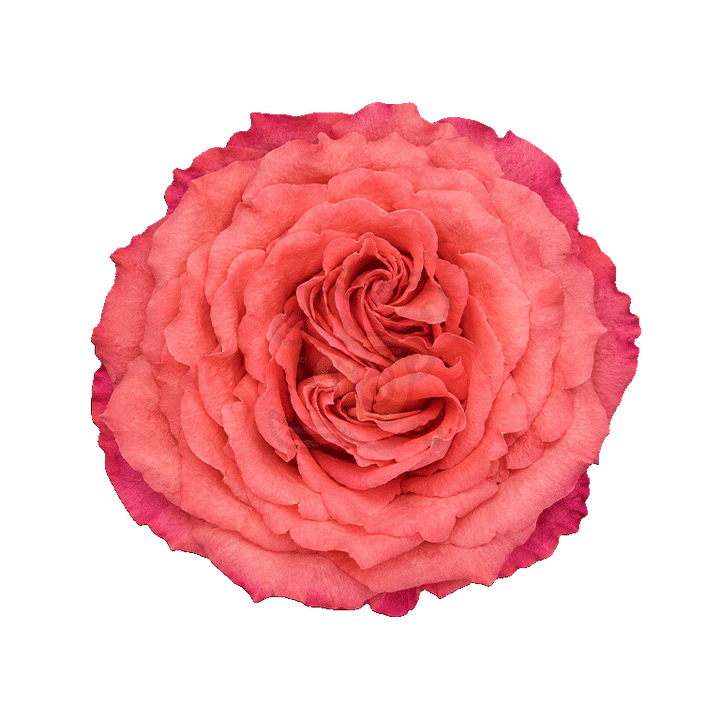 Hard Rock Roses Orange