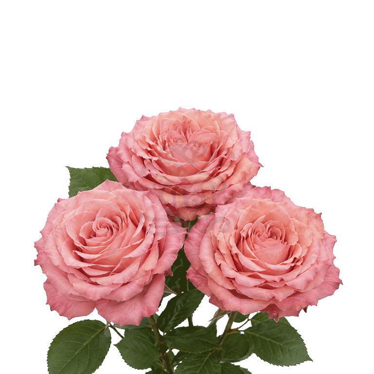 Hard Rock Roses Orange 3