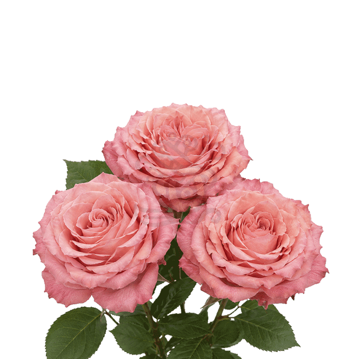 Hard Rock Roses Orange 3