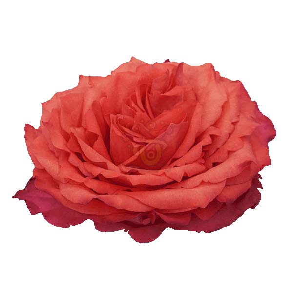 Hard Rock rose head in coral orange and pink, grown in Ecuador by Asiri Blooms