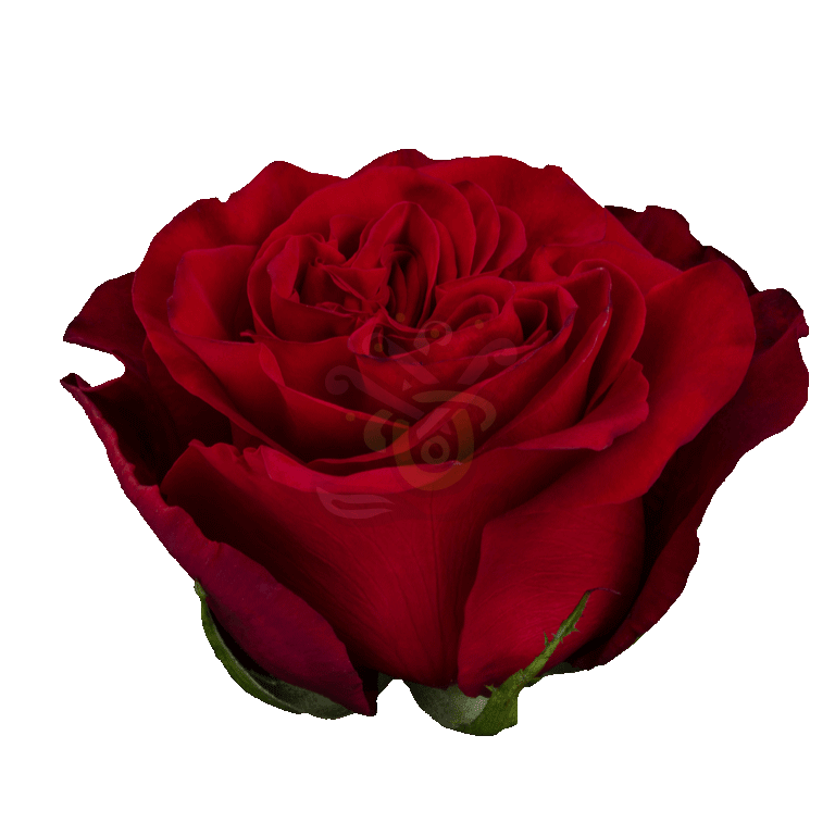 Garden Hearts Roses Red 2