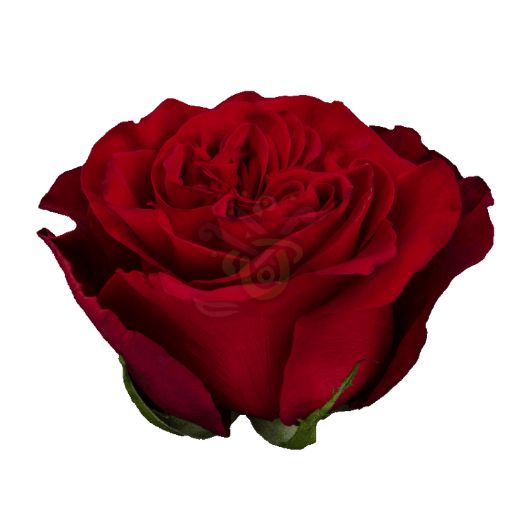 Garden Hearts Roses Red 2