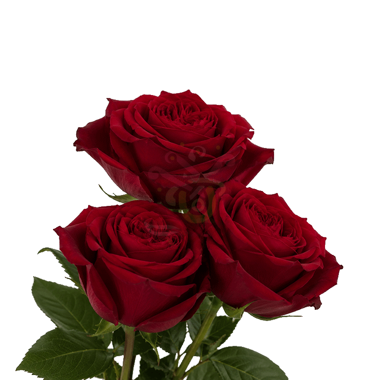 Garden Hearts Roses Red 3