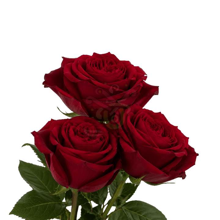 Garden Hearts Roses Red 3