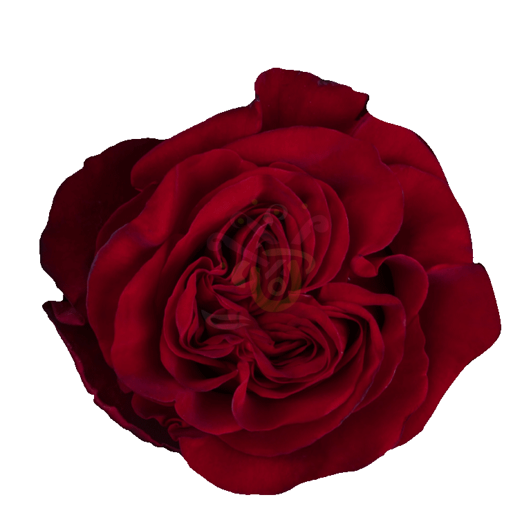 Garden Hearts Roses Red