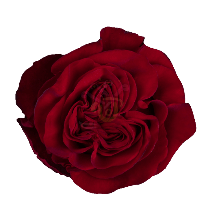 Garden Hearts Roses Red