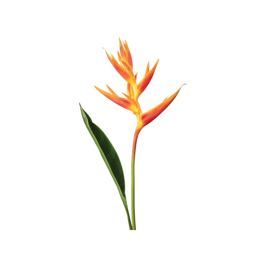 Heliconia Golden • Asiri Blooms