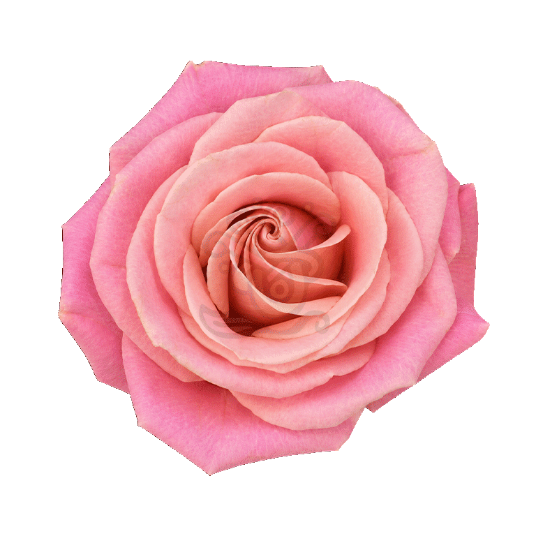 Hermosa Roses Light Pink 2