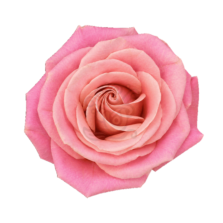 Hermosa Roses Light Pink 2