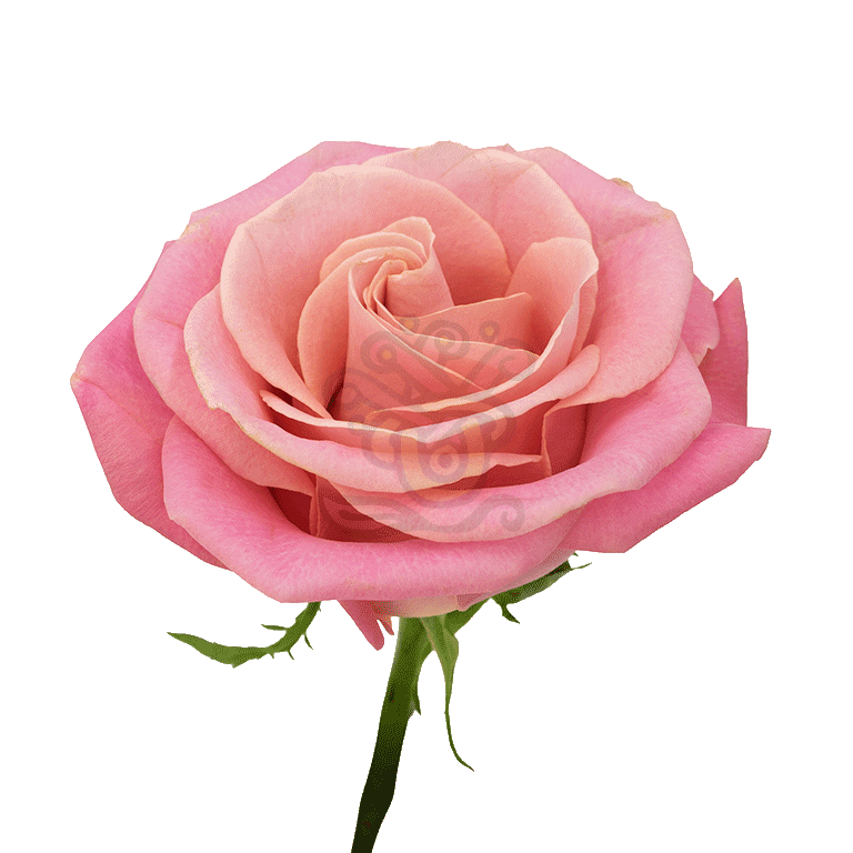 Hermosa Roses Light Pink 3