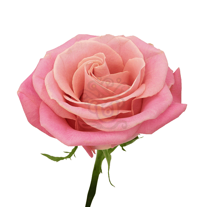 Hermosa Roses Light Pink 3