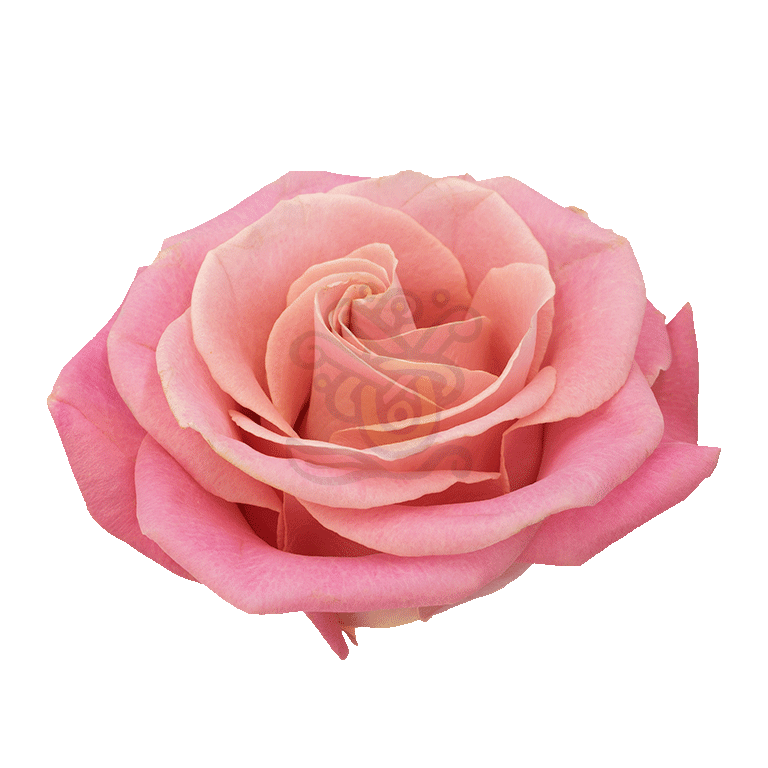Hermosa Roses Light Pink