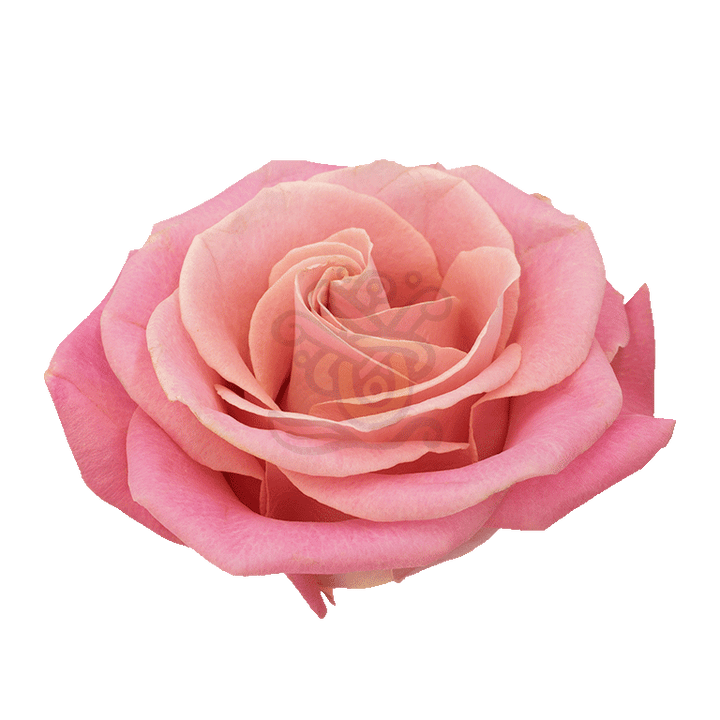 Hermosa Roses Light Pink