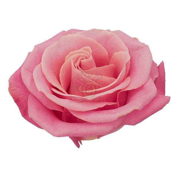 Hermosa rose head in blush pink, grown in Ecuador by Asiri Blooms