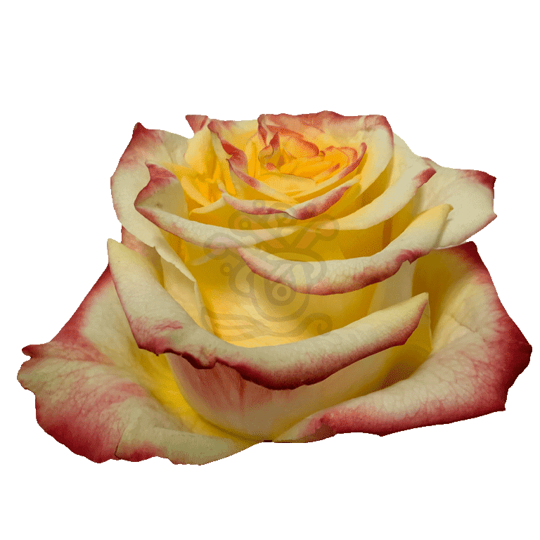 High And Flame Roses Bicolored 2