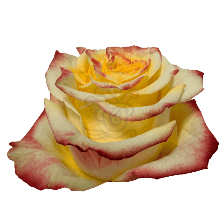 High And Flame Roses Bicolored 2