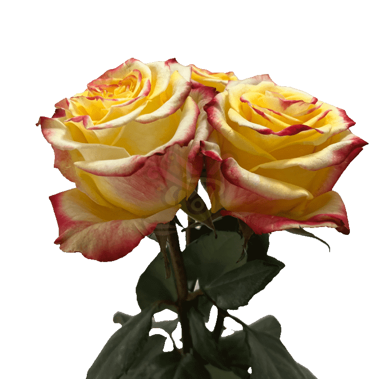 High And Flame Roses Bicolored 3
